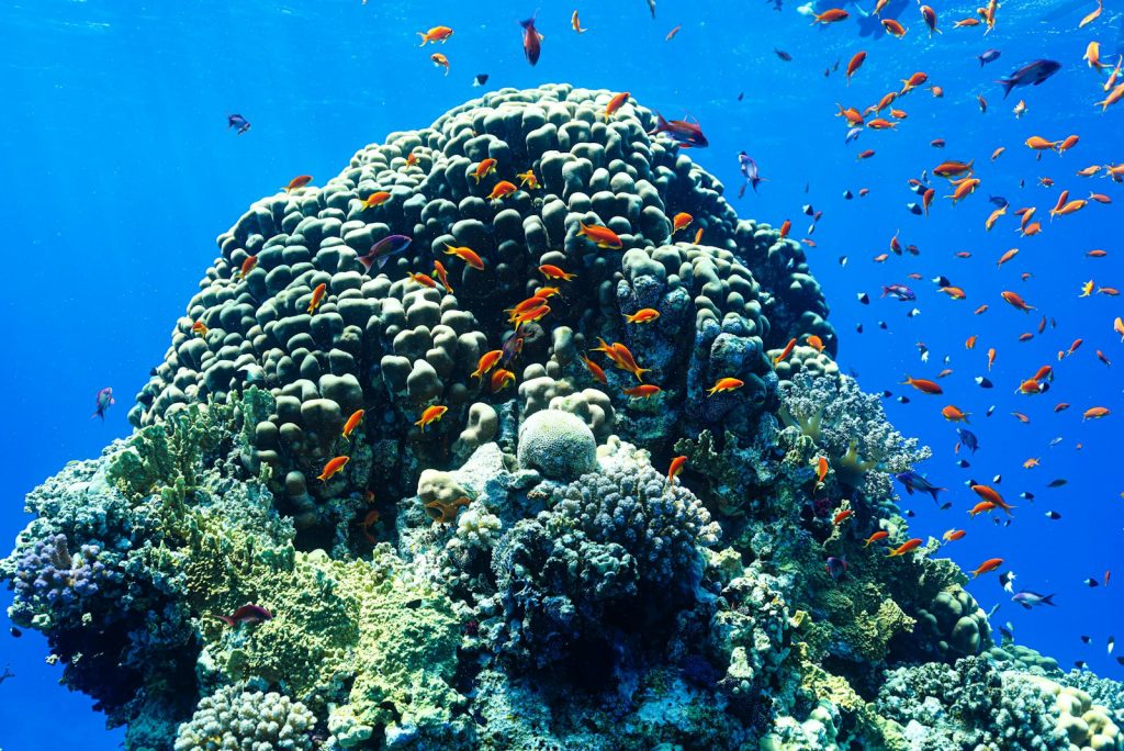 All-Inclusive Package vs Day Trip in Komodo