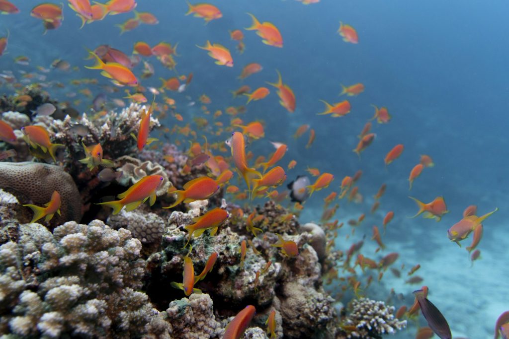 Best Time for an All-Inclusive Komodo Trip