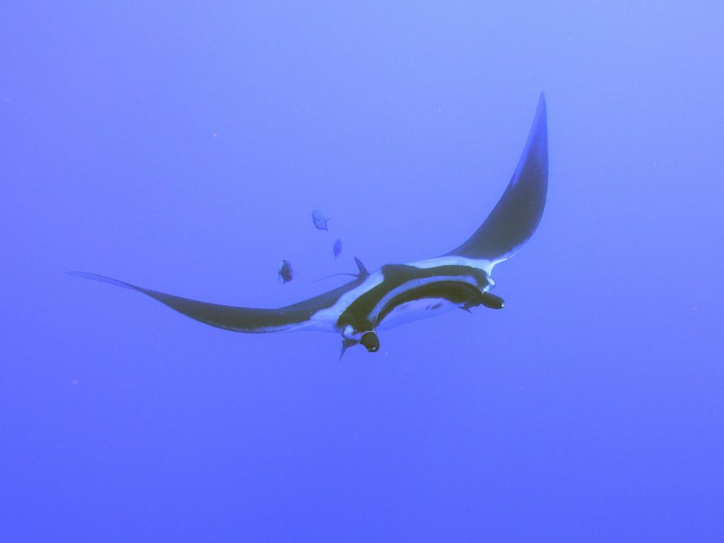 An All-Inclusive Komodo Package for Beginner Divers