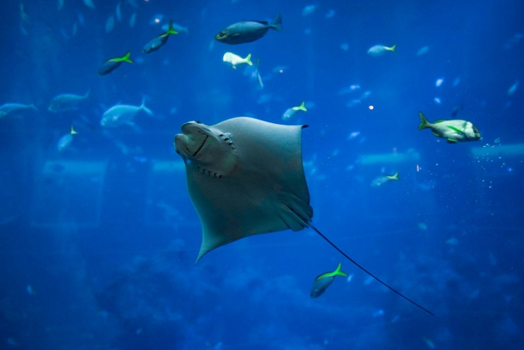 An All-Inclusive Komodo Package for Non-Divers
