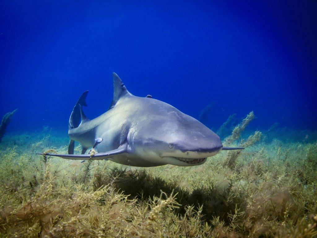 An All-Inclusive Komodo Package for Groups