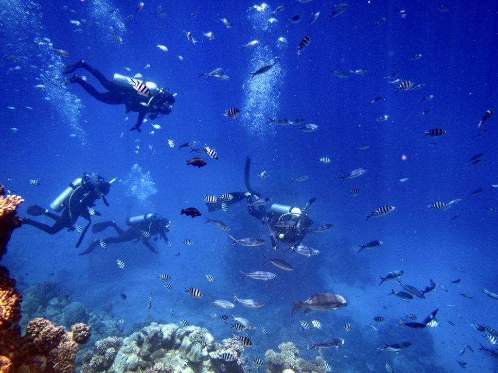 Scuba divers swim with a school of fish underwater.