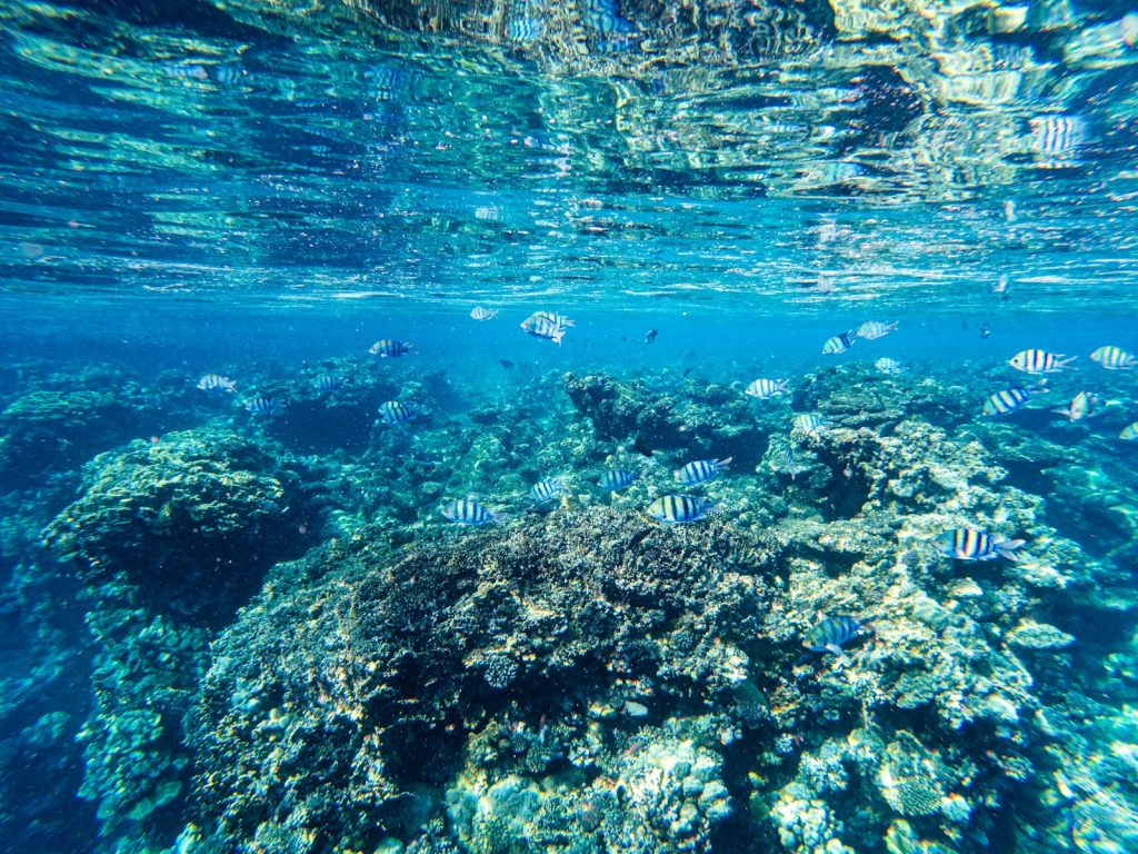 Luxury Komodo All Inclusive (Premium Phinisi)